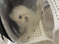-瑞鹏宠物医院·骨科·猫科·内科(第一中心)