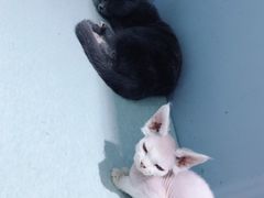 -喵的天空名猫咖啡馆·撸猫·猫舍·用品