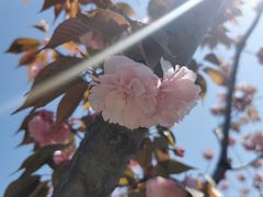 -高东镇樱花园