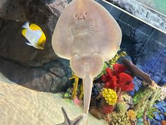 -上海海洋水族馆