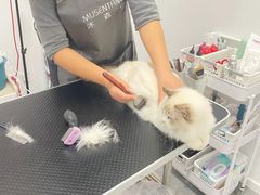 -山宅一喵德文卷毛猫舍