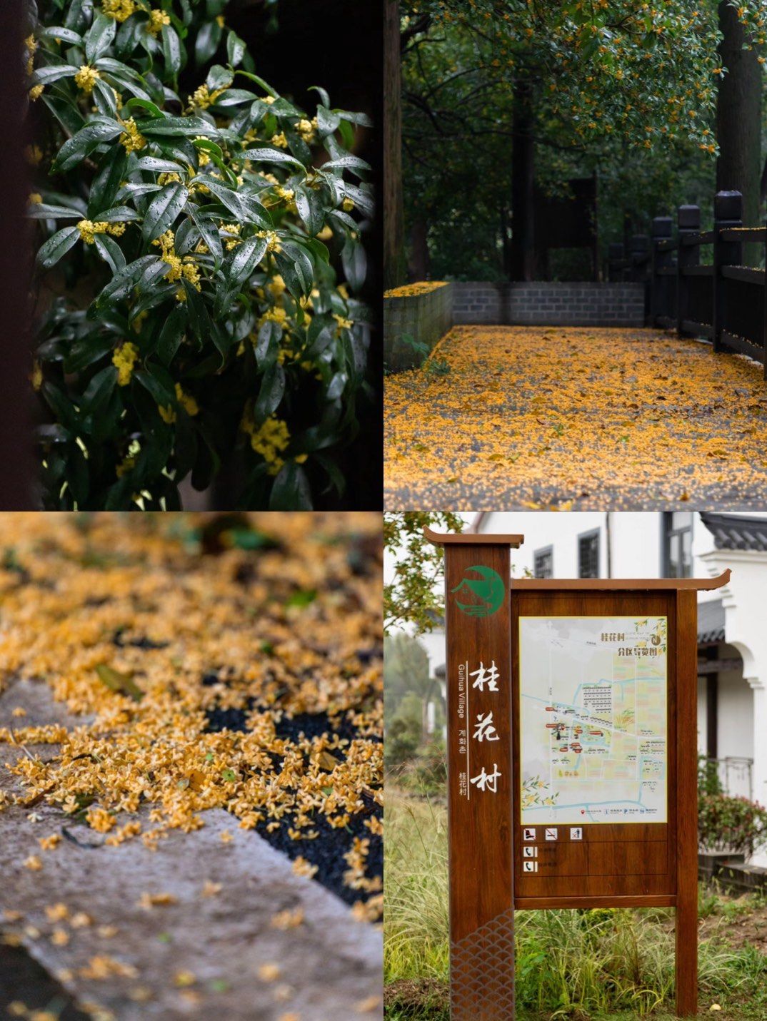 嘉兴冷门赏桂佳地桂花村