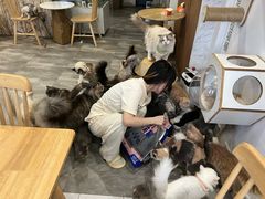-楼上猫咖(罗湖店)