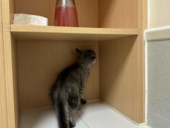 -谐和益家动物医院·免疫绝育·血液透析·宠保定点医院(高新伊藤分院)