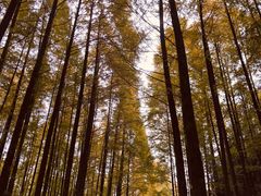 -山王坪喀斯特国家生态公园