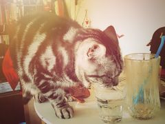 海边的猫和咖啡馆-海边的猫和咖啡馆