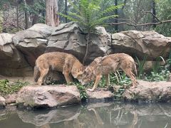 -红山森林动物园