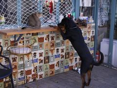 -喵屿·大理花园猫咖