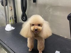 -PETKIT小佩宠物·低压洗护(国顺东路店)