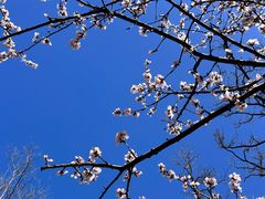 -北京凤凰岭