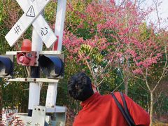 -合肥滨湖国家森林公园