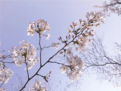 -嘉定紫藤园