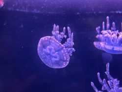 -Zoolung Zoolung动物主题公园(海信广场店)