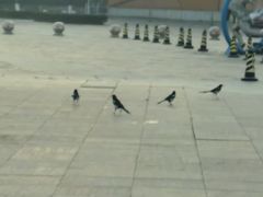 -苏州独墅湖体育馆