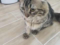 -李小姐の猫咖啡馆(五角场店)