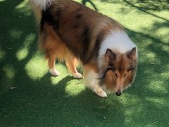 -Dog in Town Ekkamai