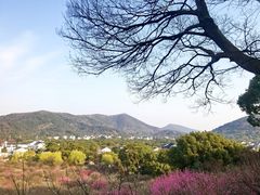 -香雪海