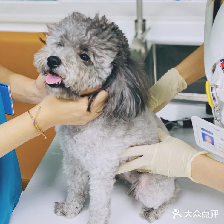 领华宠医·星华宠物医院|医生和环境都非常靠谱的连锁宠物🏥