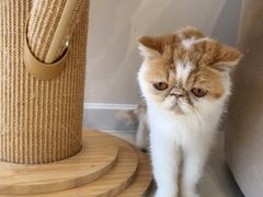 -怪兽屋·羊驼·猫咖·狗咖(俊华广场店)