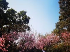 -南山植物园