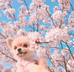 -MAGIC米几发型设计·羊毛卷