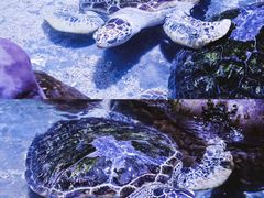 -南昌海洋公园