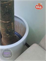 -联合丽格·张菡丽格医疗美容