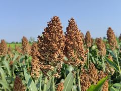 -汉长安城未央宫国家考古遗址公园