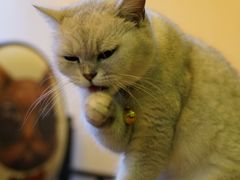 -李小姐の猫咖啡馆(五角场店)