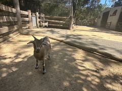 -费瑟代尔野生动物园