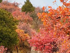 -北京西山国家森林公园