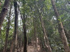 -梧桐山风景名胜区