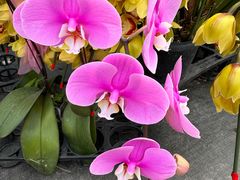 -龙大花卉苗木市场