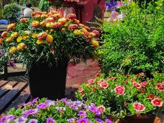 -上海共青森林公园