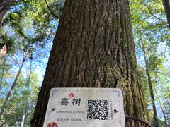 -大奇山国家森林公园