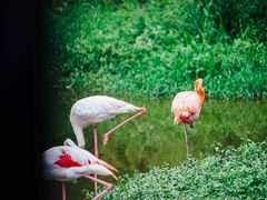 -杭州野生动物世界