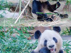 -灵玲国际马戏城