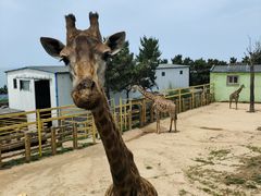 -西霞口神雕山野生动物世界