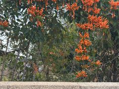 -蔡氏古民居建筑群