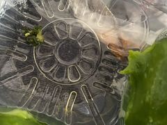 -王家沙点心店(万航渡路店)