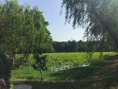 -绍兴镜湖国家城市湿地公园