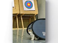 -蓝天射箭馆·专业射箭运动(诚丰广场店)