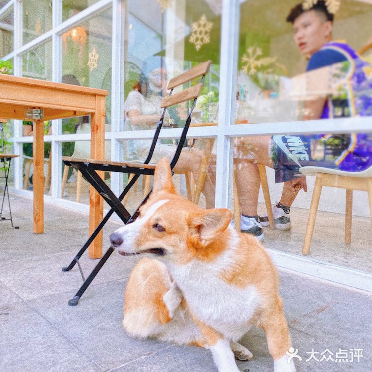 怕🐶怕得要死的我为什么进这家店?还不是因为……