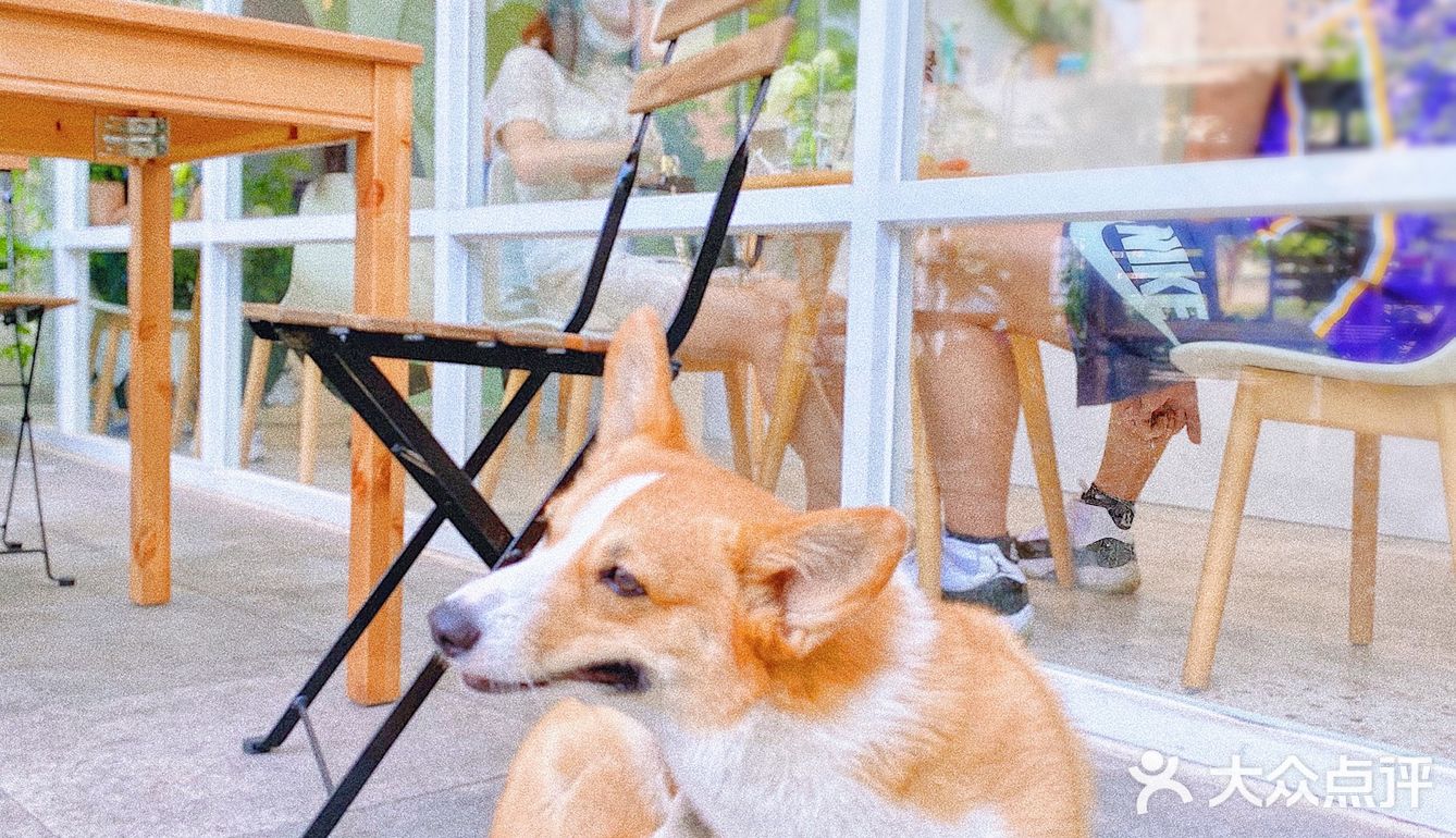 怕🐶怕得要死的我为什么进这家店？还不是因为……