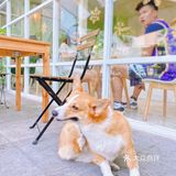怕🐶怕得要死的我为什么进这家店？还不是因为……