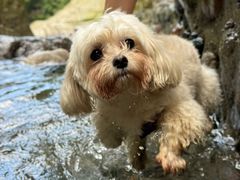 -西岭雪山大飞水景区
