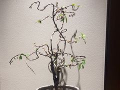 -花锦堂·隐庐