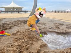 -碧海金沙