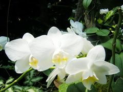 -北京植物园-展览温室