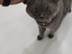 -糯米喵星人·撸猫猫舍咖啡馆(西市场嘉华店)